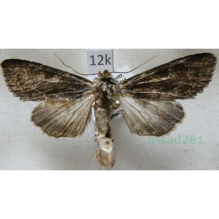 Apamea monoglypha (Hufnagel, 1766) Sówka wróblówka Czech12k